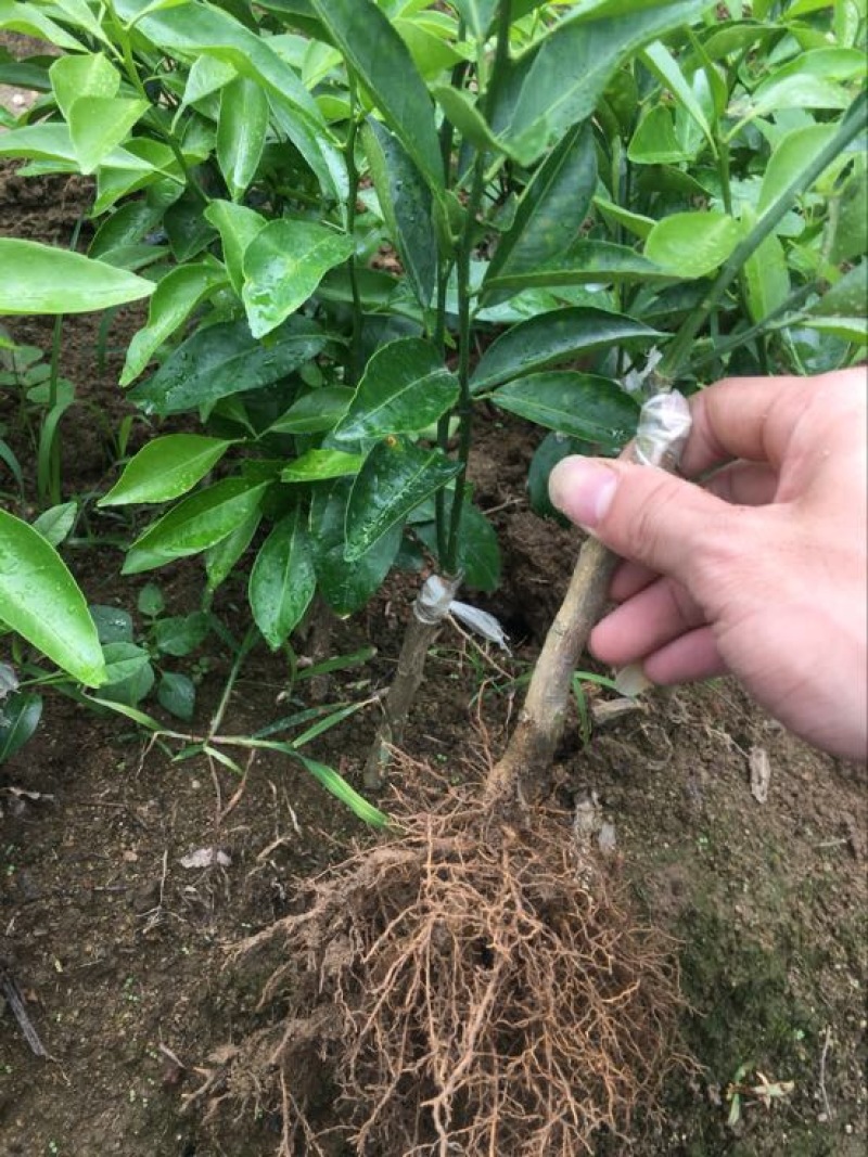 新会柑苗30~50cm