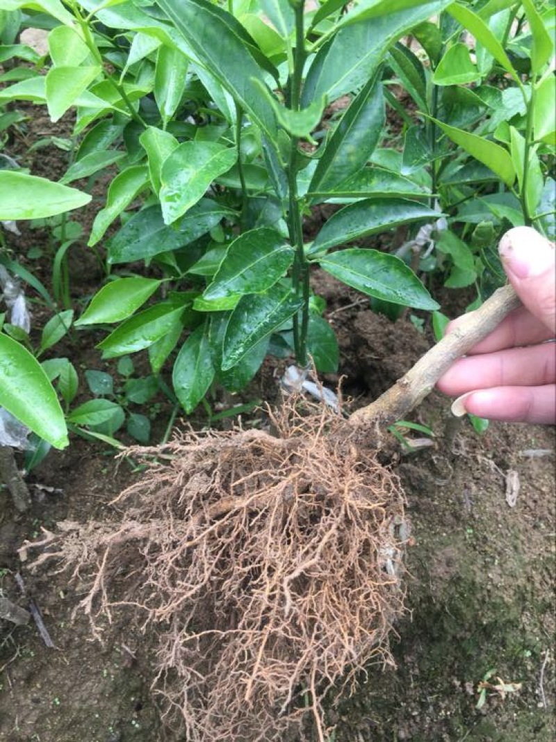 新会柑苗30~50cm