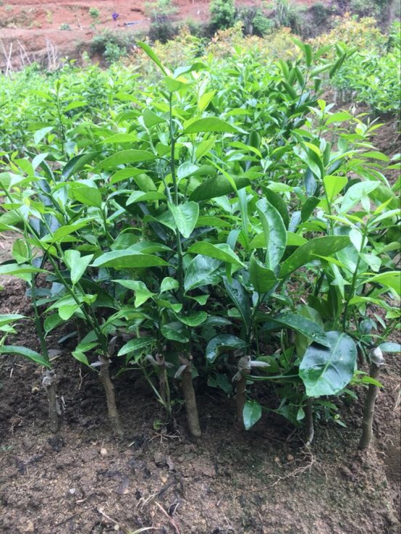 新会柑苗30~50cm