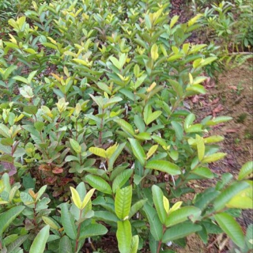 西瓜番石榴苗50~80cm