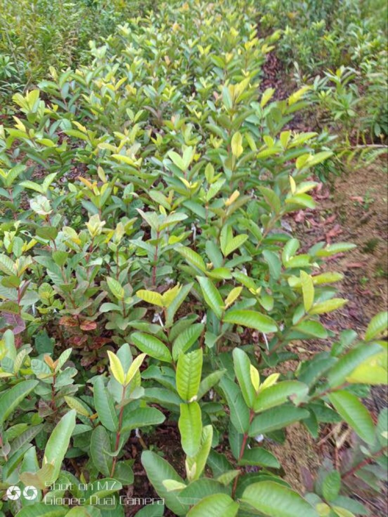 西瓜番石榴苗50~80cm