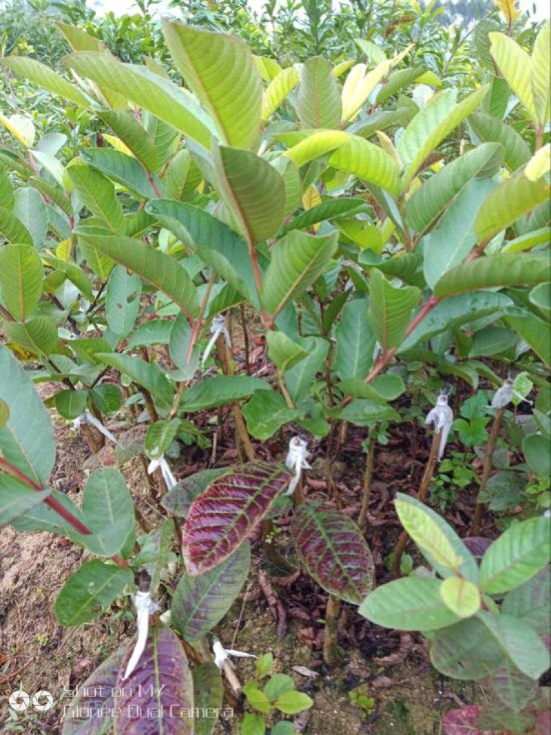 西瓜番石榴苗50~80cm