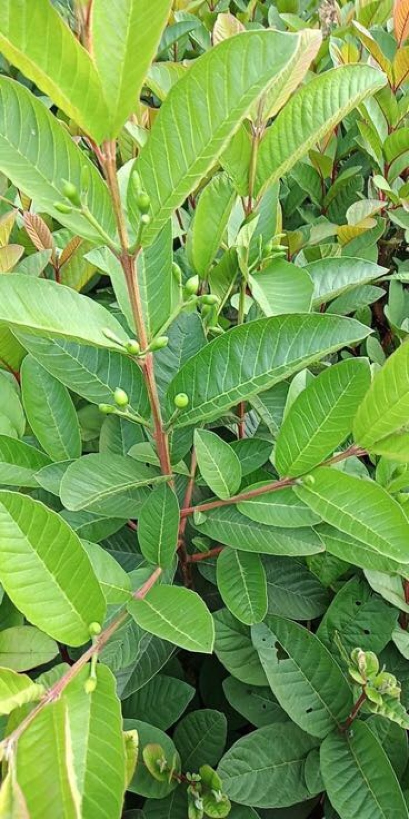 西瓜番石榴苗50~80cm