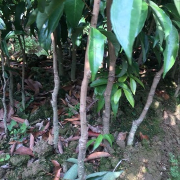 荔枝苗50~80cm