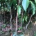 荔枝苗50~80cm