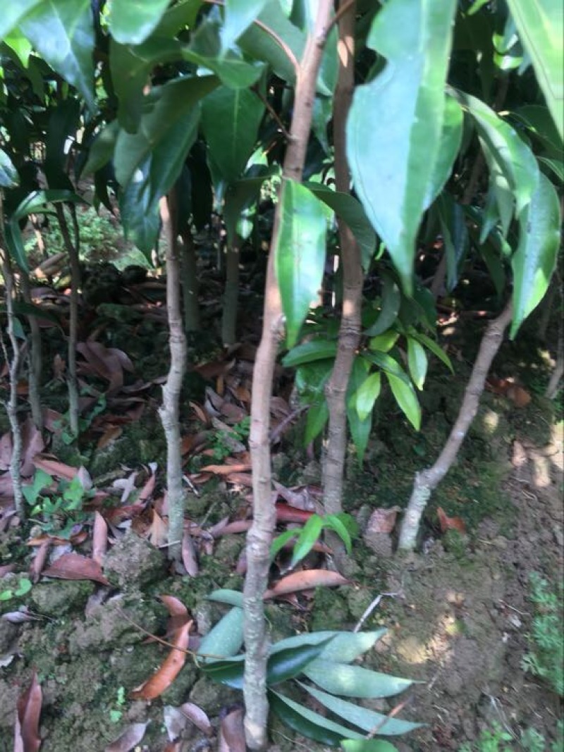 荔枝苗50~80cm