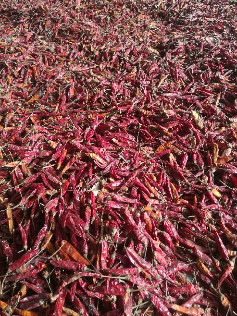 干艳红辣椒5吨，九成干以上，精品，通货都有，有需要的联系