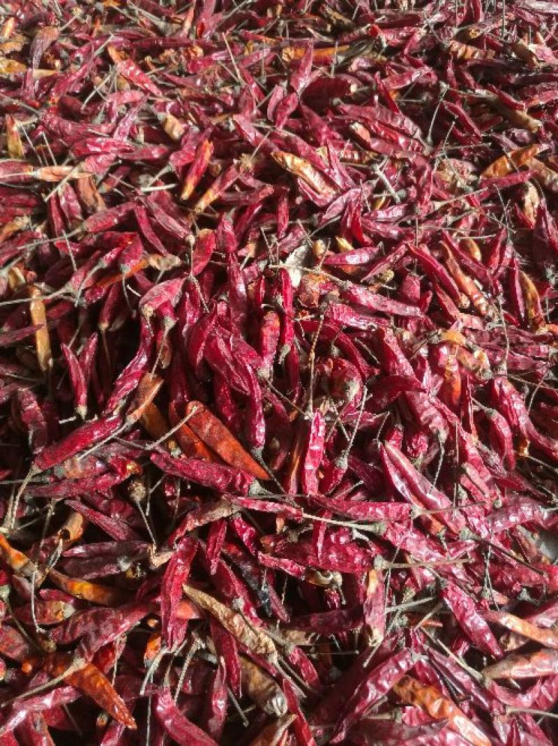 干艳红辣椒5吨，九成干以上，精品，通货都有，有需要的联系