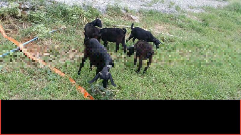 金堂黑山种种羊出售