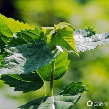 观音豆腐鲜叶