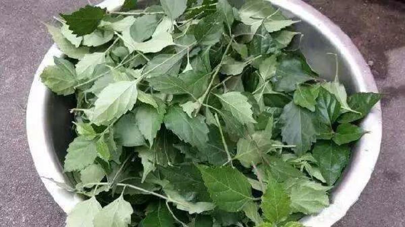 观音豆腐鲜叶