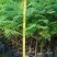 蓝花楹树苗