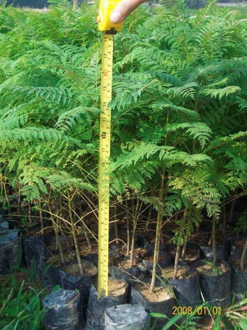 蓝花楹树苗
