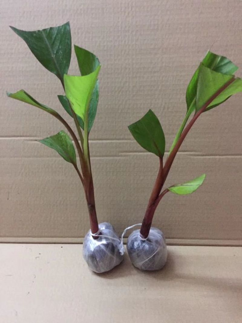红美人，红香蕉苗一级良种1~2年结果快