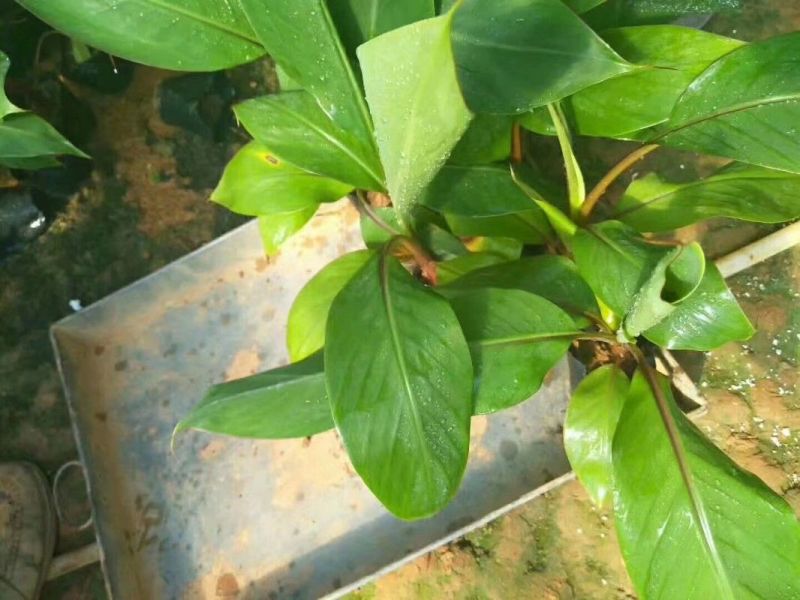 红美人，红香蕉苗一级良种1~2年结果快