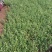 扶芳藤1cm以下