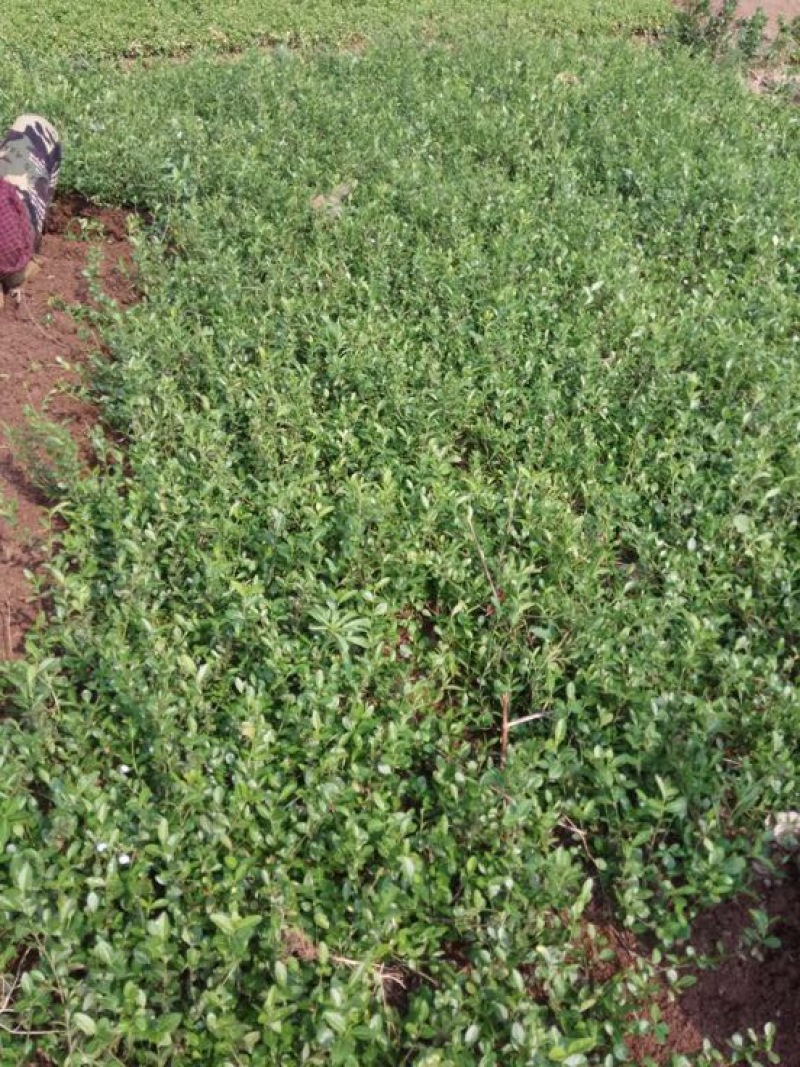 扶芳藤1cm以下