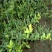 扶芳藤1cm以下