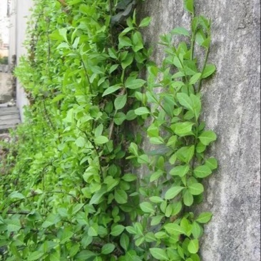 扶芳藤1cm以下