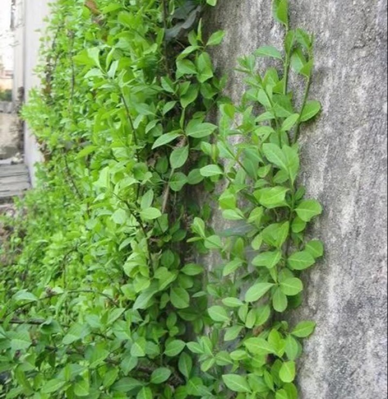 扶芳藤1cm以下