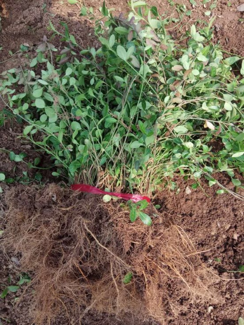 扶芳藤1cm以下
