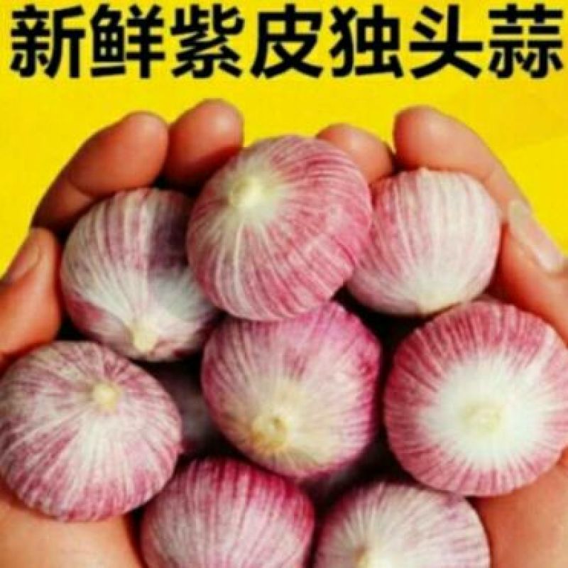 独头蒜