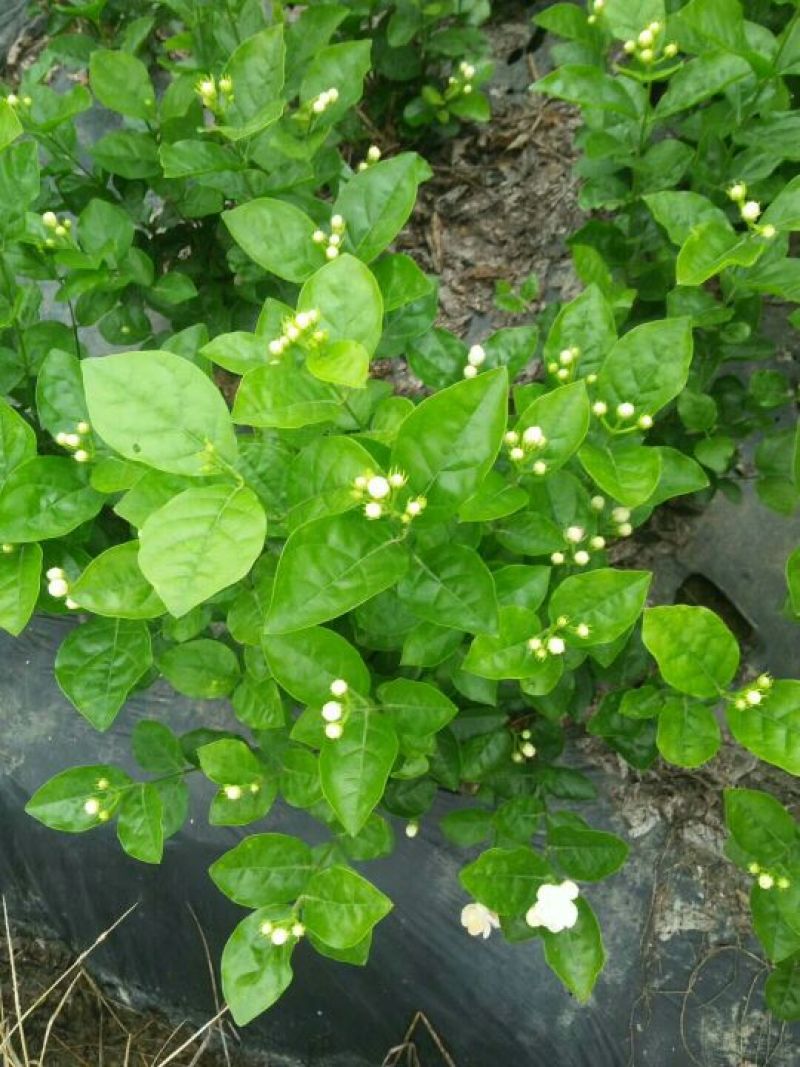 茉莉花