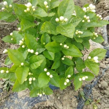 茉莉花