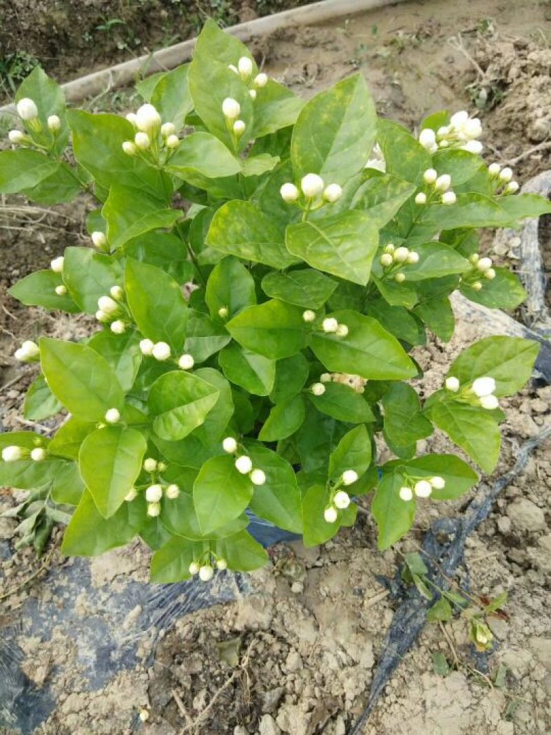 茉莉花