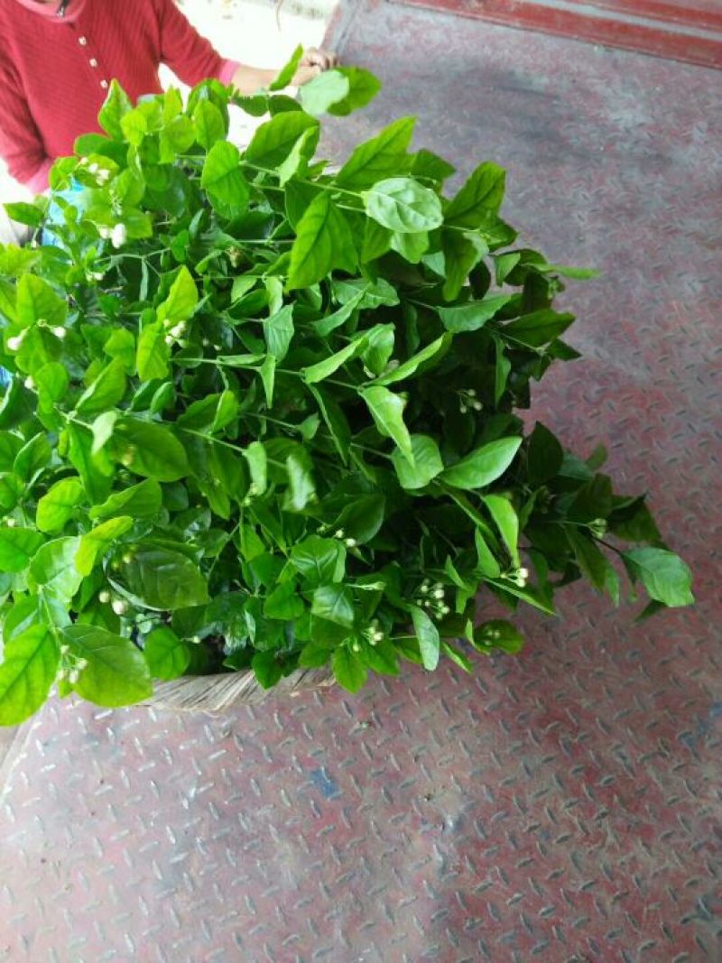 茉莉花