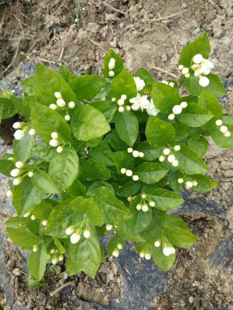 茉莉花