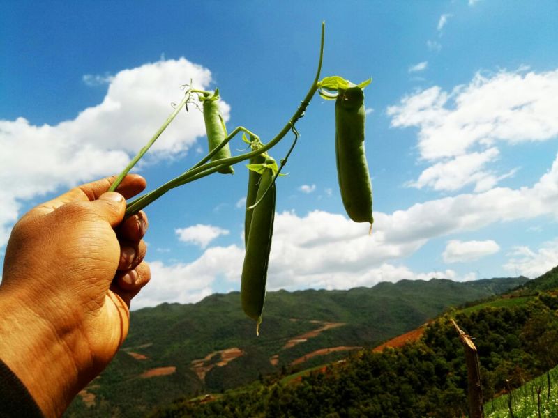 长寿仁豌豆