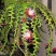 昙花鱼骨昙花鱼骨令箭10-20公分