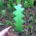 昙花鱼骨昙花鱼骨令箭10-20公分
