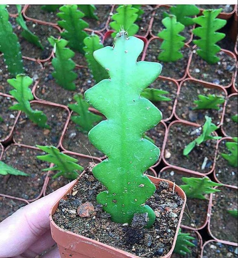 昙花鱼骨昙花鱼骨令箭10-20公分