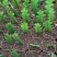 昙花鱼骨昙花鱼骨令箭10-20公分
