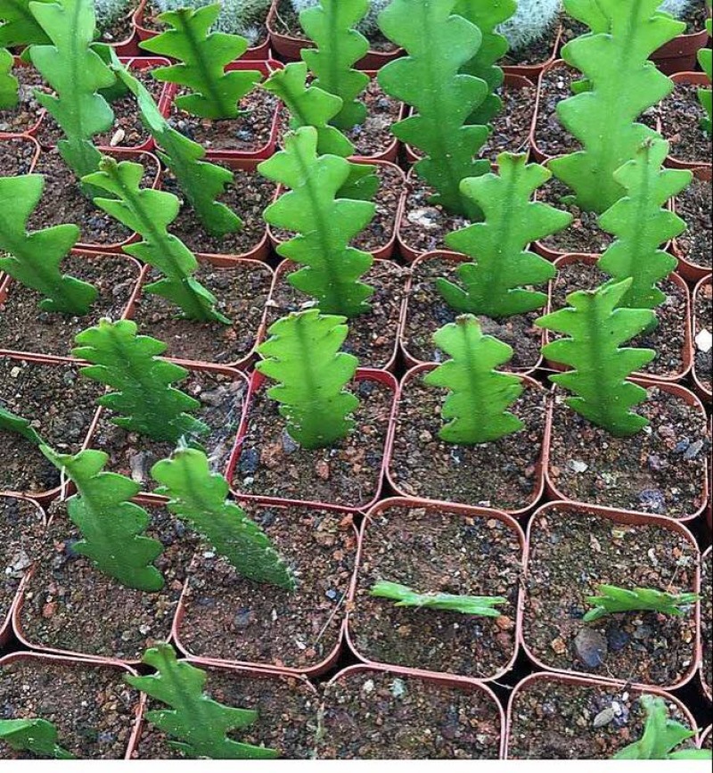 昙花鱼骨昙花鱼骨令箭10-20公分