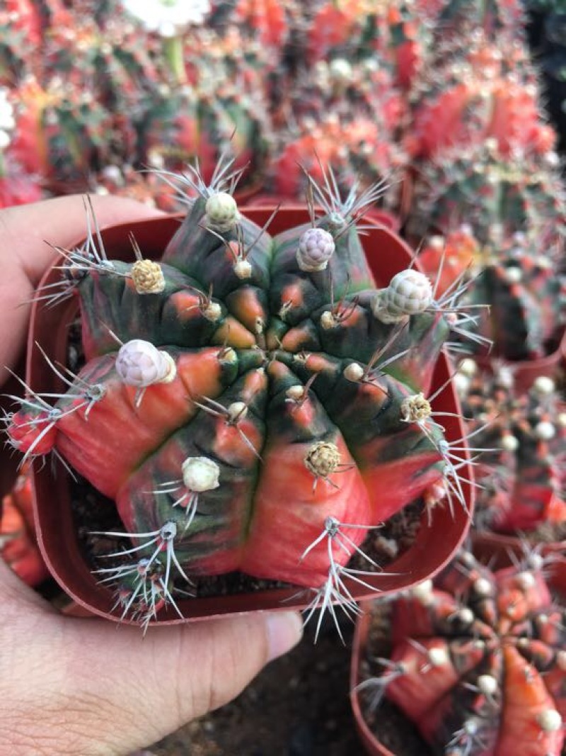 仙人球五彩光辉6-7公分稀有品种