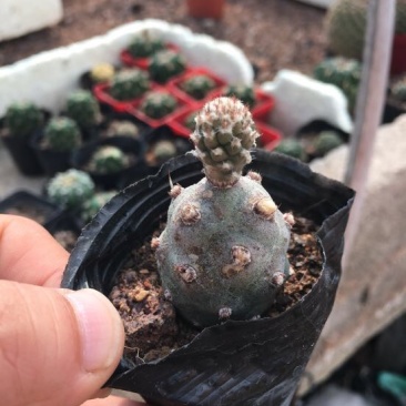 仙人球武藏野稀有品种