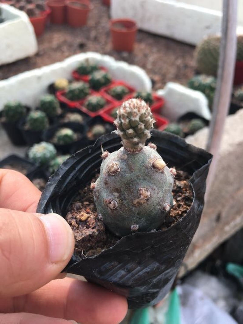 仙人球武藏野稀有品种