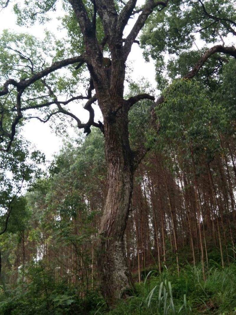 朴树