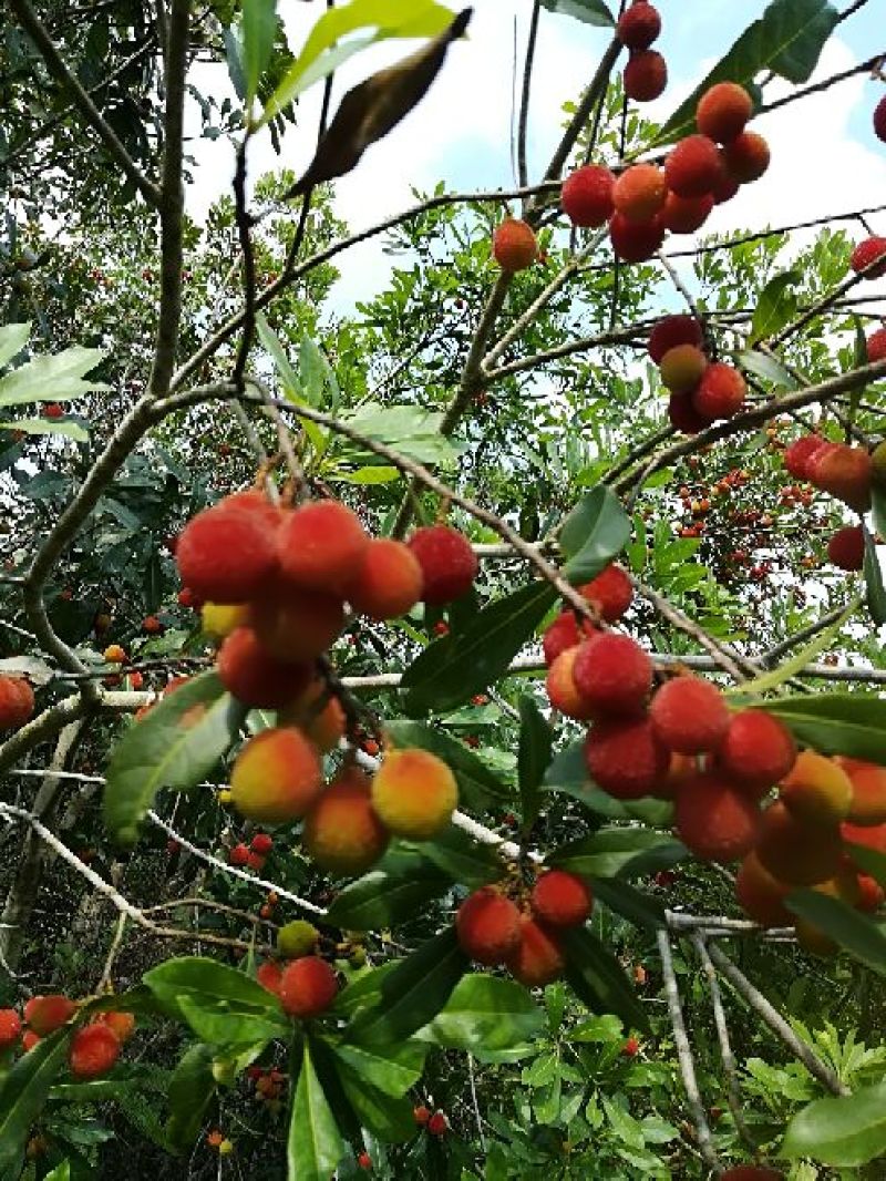 东魁杨梅