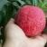 桃子，（早甜露）上市