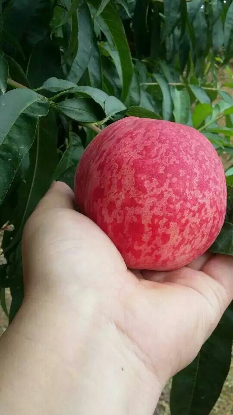 桃子，（早甜露）上市