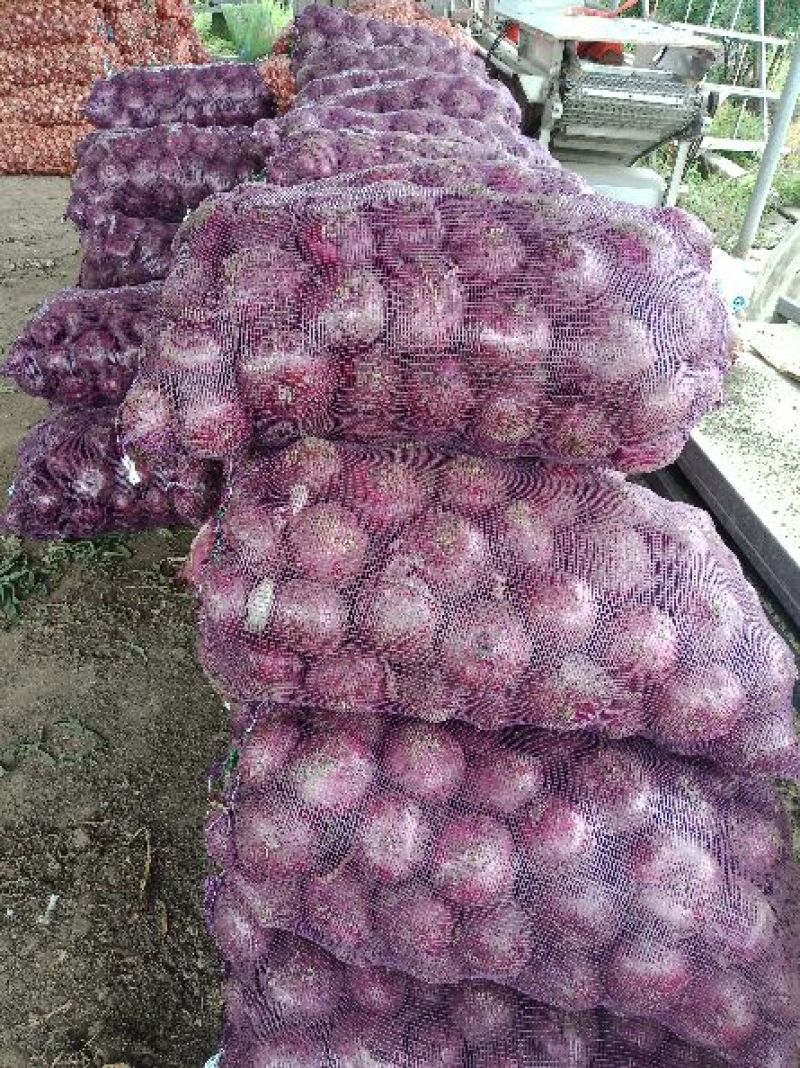 洋葱蒜头大量上市有需要的连系