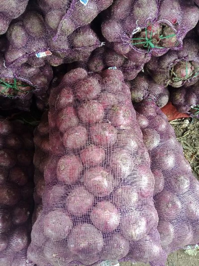 洋葱蒜头大量上市有需要的连系