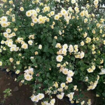 菊花苗，杭白菊