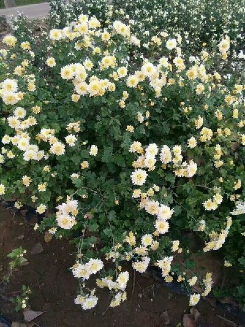 菊花苗，杭白菊