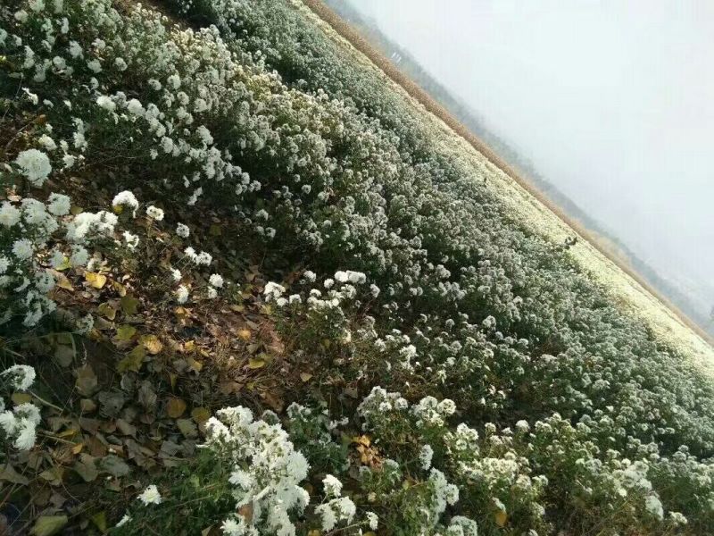 菊花苗，杭白菊