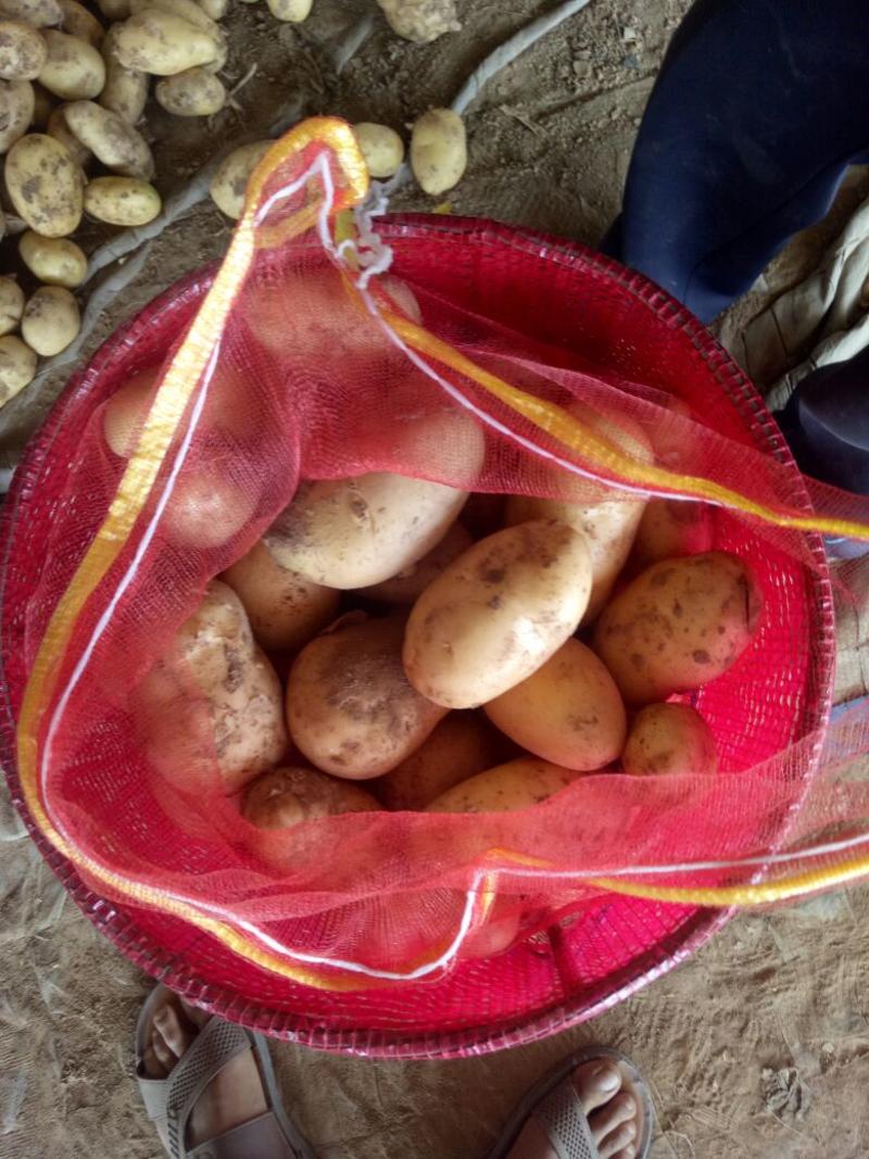 山东土豆2-4，1-3品质保证，对接电商，超市！食堂